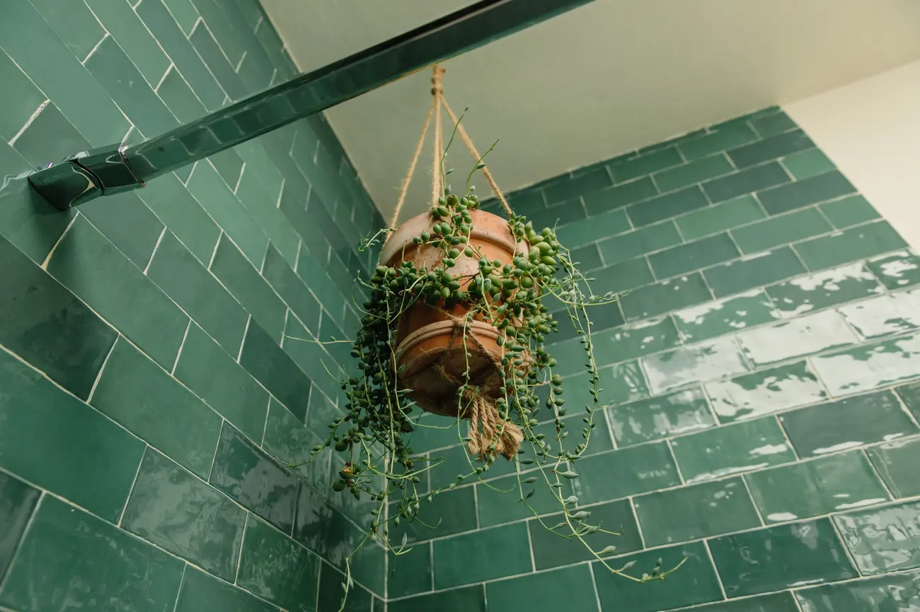 Claraboia com plantas suspensas na Selva