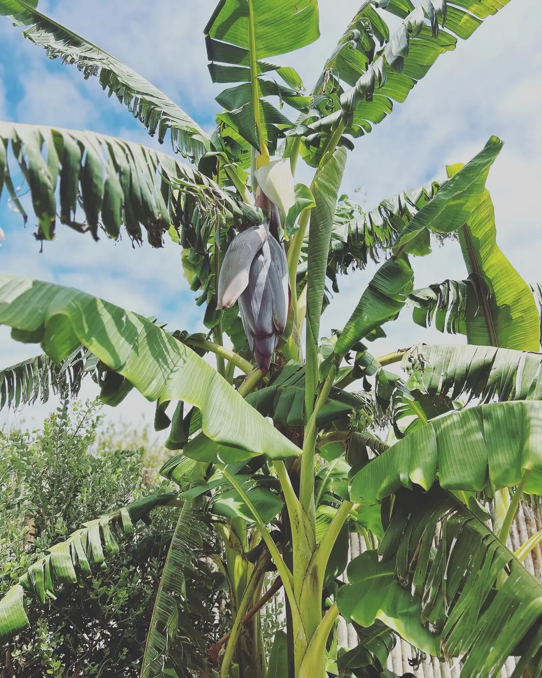 Pormenor da bananeira que emoldura a Selva
