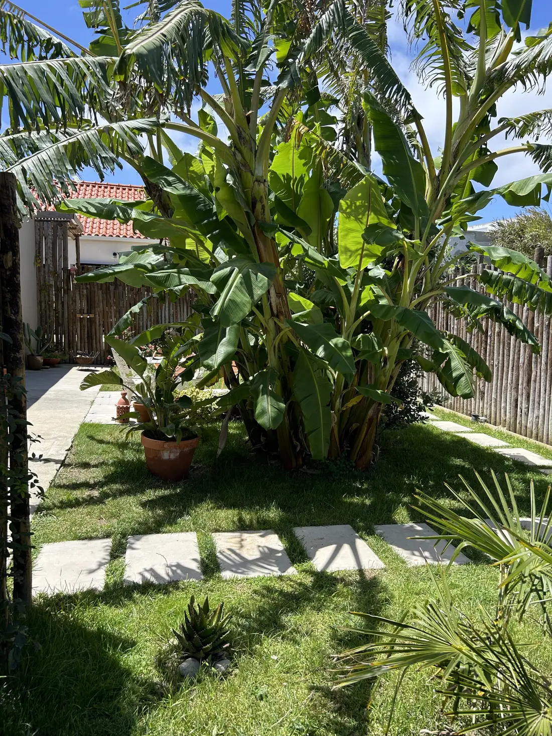 A bananeira no jardim da Selva